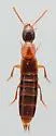 Bisnius cephalicus