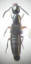 Bisnius fimetarius