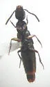 Bisnius fimetarius - photo 2