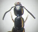 Bisnius fimetarius - photo 3