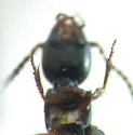 Bisnius fimetarius - photo 5