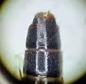 Bisnius hesperidum - photo 3