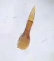 Bisnius hesperidum - photo 4
