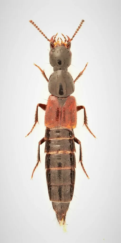 Bisnius quediinus - photo 2