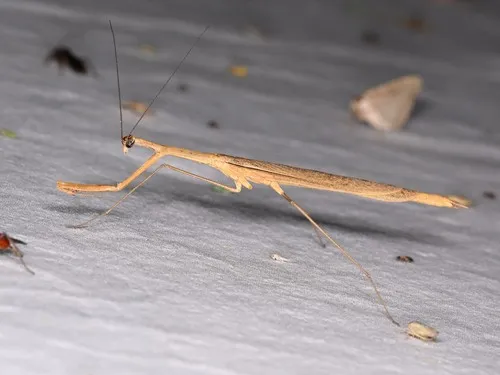 Bistanta herema