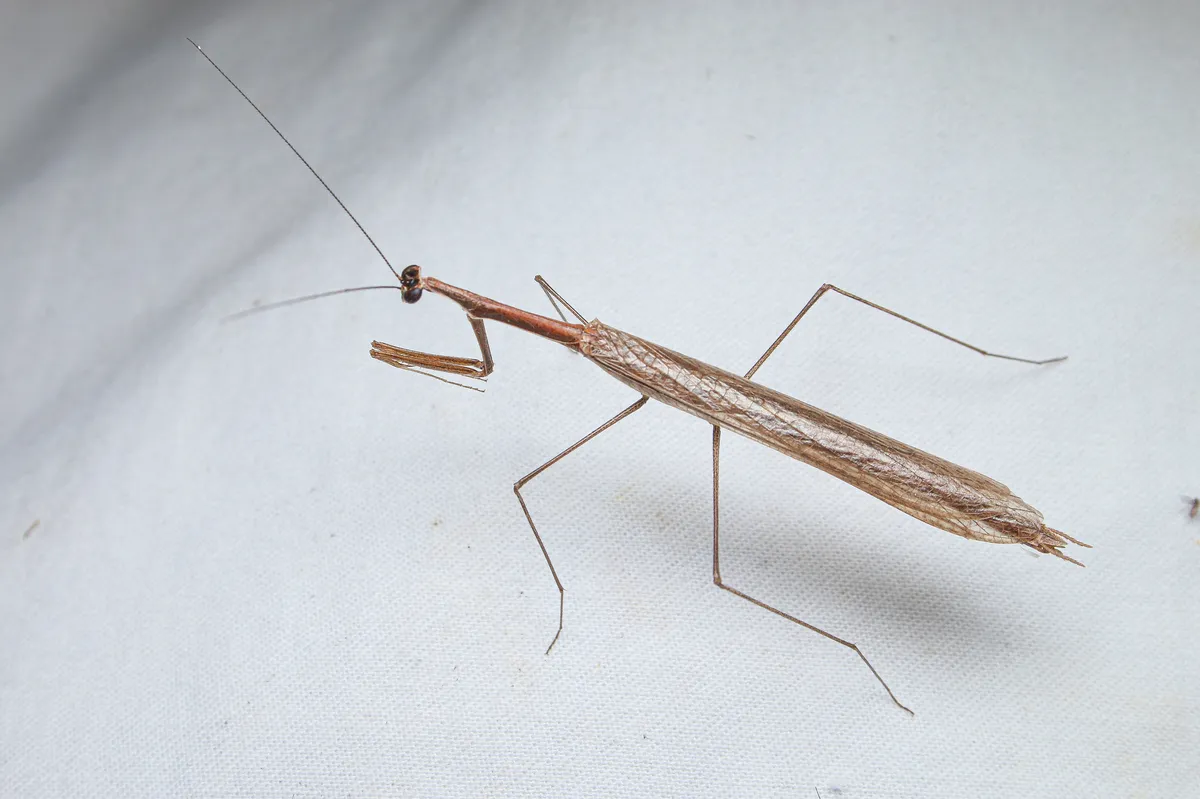 Slim Mexican Mantis - photo 3