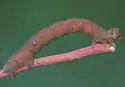 Biston sinuaria - Hodges#6650