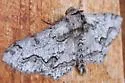 Biston sinuaria - Hodges#6650 - photo 2