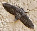 Biston sinuaria - Hodges#6650 - photo 4