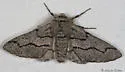Biston sonomensis - Hodges#6647