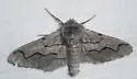 Biston sonomensis - Hodges#6647 - photo 2