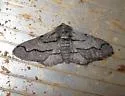 Biston sonomensis - Hodges#6647 - photo 3