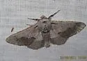 Biston sonomensis - Hodges#6647 - photo 4