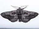 Biston sonomensis - Hodges#6647 - photo 5