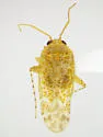 Bisulcopsallus fulvipunctatus - photo 4