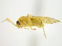 Bisulcopsallus fulvipunctatus - photo 5