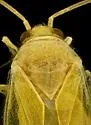 Bisulcopsallus pallidus - photo 2