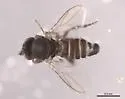 Bitheca boleta