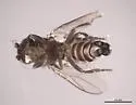 Bitheca boleta - photo 2