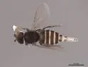 Bitheca boleta - photo 3