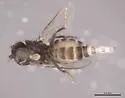 Bitheca boleta - photo 4