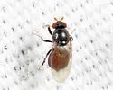 Bitheca steyskali
