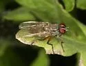 Bithoracochaeta leucoprocta