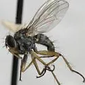 Bithoracochaeta leucoprocta - photo 2