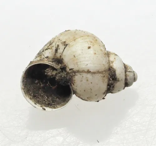 Bithynia leachii