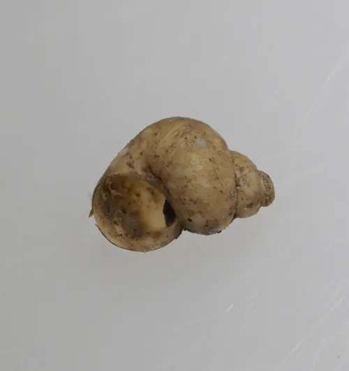 Bithynia leachii - photo 2