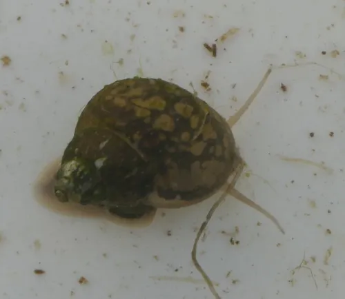 Bithynia tentaculata