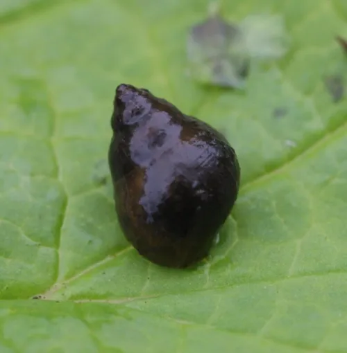 Bithynia tentaculata - photo 8