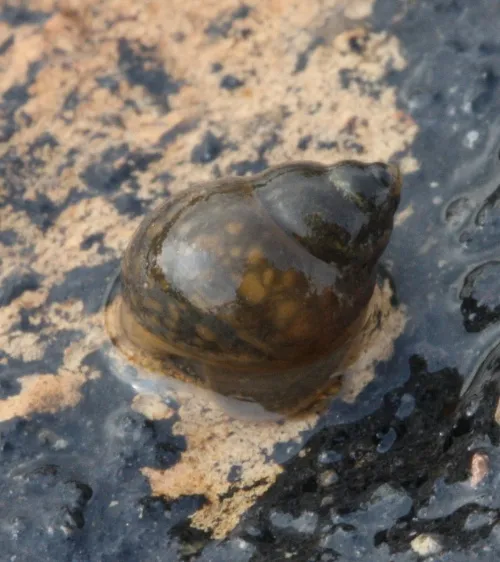Bithynia tentaculata - photo 2