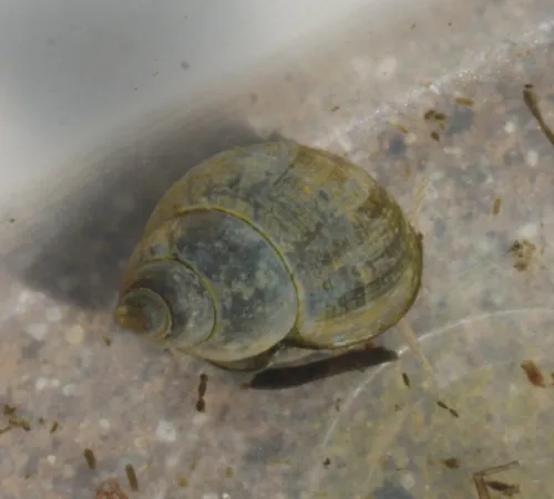 Bithynia tentaculata - photo 3