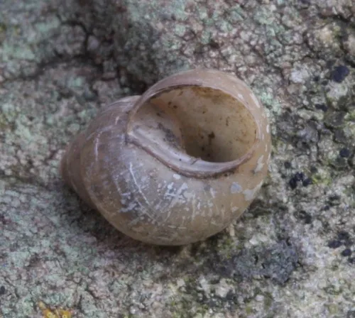 Bithynia tentaculata - photo 4