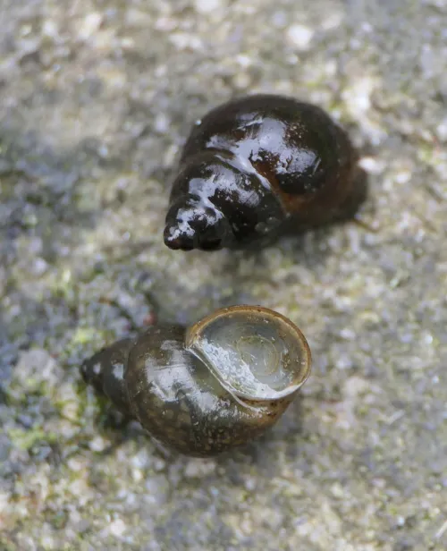 Bithynia tentaculata - photo 5