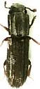 Bitoma carinata - photo 3