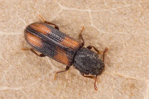 Bitoma crenata