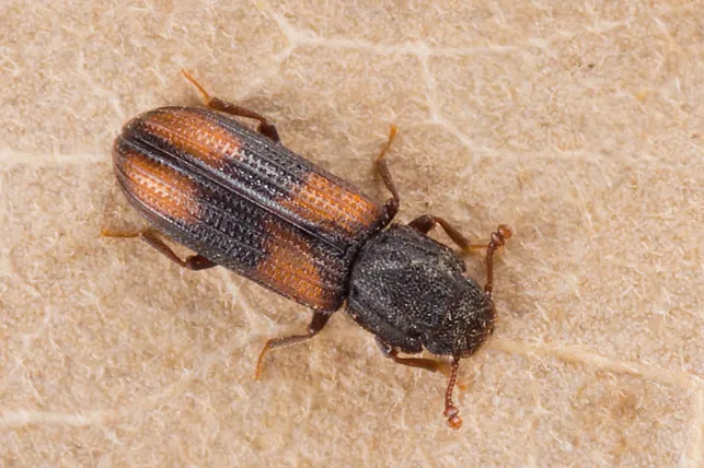 Bitoma crenata - photo 2