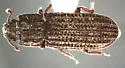 Bitoma exarata
