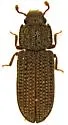 Bitoma exarata - photo 2