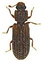 Bitoma gracilis