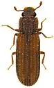 Bitoma gracilis - photo 2