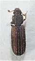 Bitoma gracilis - photo 3