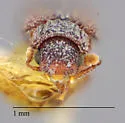 Bitoma gracilis - photo 4