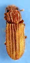 Bitoma granulata