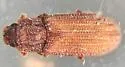 Bitoma granulata - photo 3