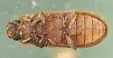 Bitoma granulata - photo 4