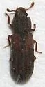 Bitoma neglecta