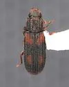 Bitoma ornata - photo 4